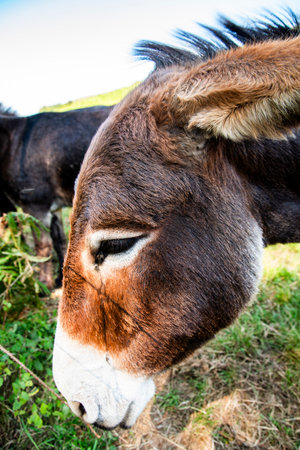 Donkeys on a clearing in the sun.の写真素材