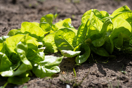 Lettuce growing in the garden in summer, organic cultivation.の写真素材