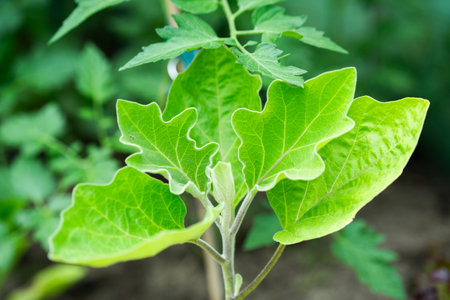 Eggplant leaves growing in the garden in summer. Organic cultivation.の写真素材