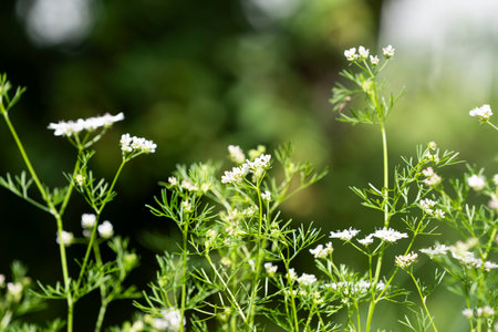 Coriander flowers blooming in the garden in summer, organic cultivation.の写真素材