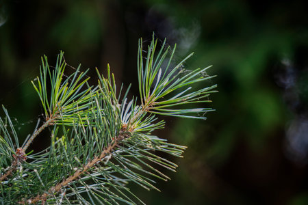 Black pine needles in the summer forest.の写真素材
