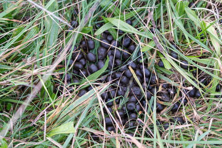 Deer excrement in the grass in the meadow.