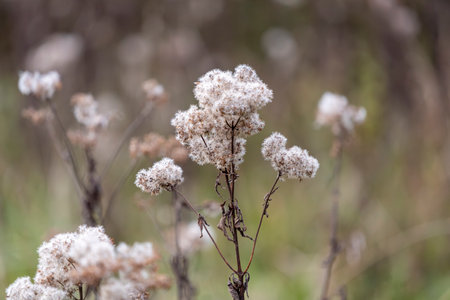 Dried wild flowers in the meadow in autumn.の写真素材