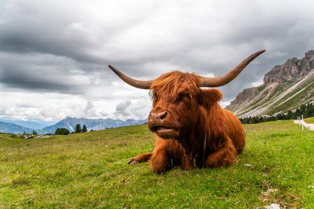 Highland cow grazing in a meadow in the Dolomites in Italy.