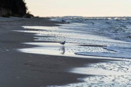 Beautiful waves on the Baltic Sea.の写真素材