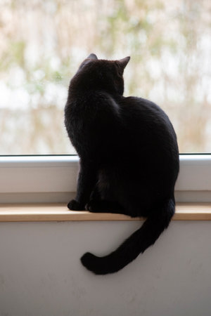 A cat sitting on a windowsill and observing the view outside the window.の写真素材
