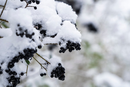 Beautiful winter natural landscape, winter in the park and garden, snow on plants.の写真素材