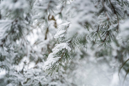 Beautiful winter natural landscape, winter in the park and garden, snow on plants.の写真素材