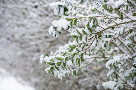Beautiful winter natural landscape, winter in the park and garden, snow on plants.