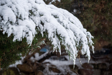 Beautiful winter natural landscape, winter in the park and garden, snow on plants.の写真素材