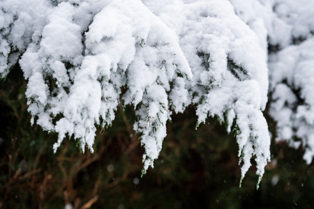 Beautiful winter natural landscape, winter in the park and garden, snow on plants.の写真素材
