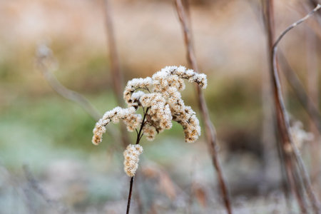 Frozen plants in the garden in winter. Natural winter landscape.