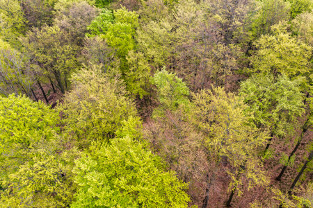 Beautiful spring forest landscape, fresh green leaves on trees in spring, view from drone.