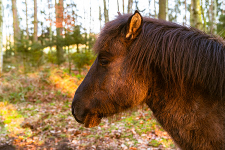 A beautiful horse grazing in the forest in its natural habitat.の写真素材