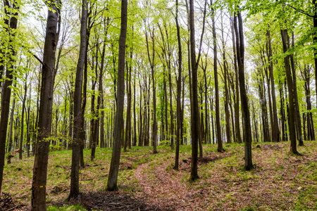 Beautiful spring forest landscape, fresh green leaves on trees, spring in deciduous forest.の写真素材