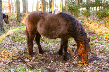 A beautiful horse grazing in the forest in its natural habitat.の写真素材