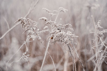 Frozen plants during frost in the field. Beautiful winter natural landscape.の写真素材