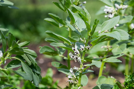 Apples growing in the garden in summer, selective focus.の写真素材