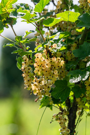 Apples growing in the garden in summer, selective focus.の写真素材