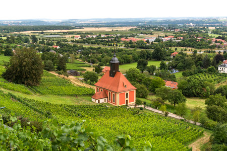 Beautiful Pillnitz vineyards in Germany, vineyard trail, tourist attraction.の写真素材