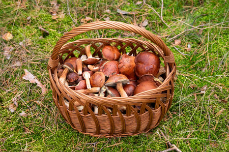 A basket of edible mushrooms collected in the forest during the season.
