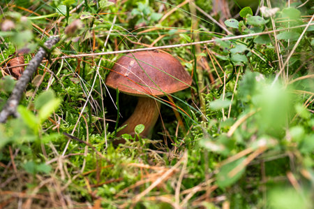 Edible mushrooms growing in the forest during mushroom season.