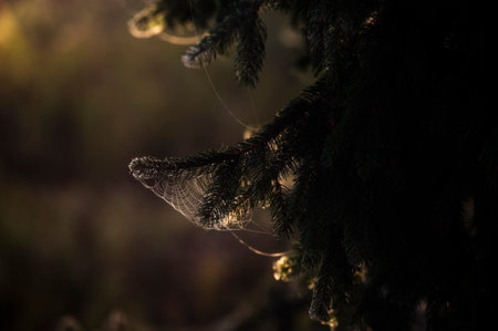Beautiful mystical photos of a spiderweb at sunset.の写真素材
