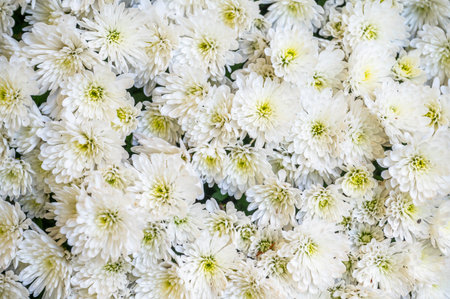 White chrysanthemums in a bouquet, selective focus.の写真素材