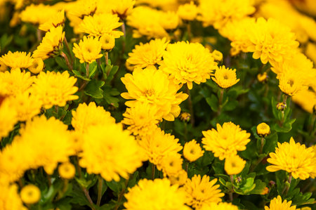 Yellow chrysanthemums in a bouquet, selective focus.の写真素材