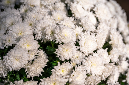 White chrysanthemums in a bouquet, selective focus.の写真素材