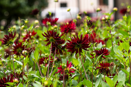 Red dahlia blooming in the garden, selective focus.の写真素材