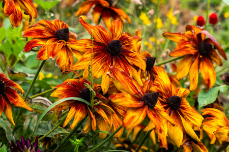 Rudbeckia blooming in the garden in summer.