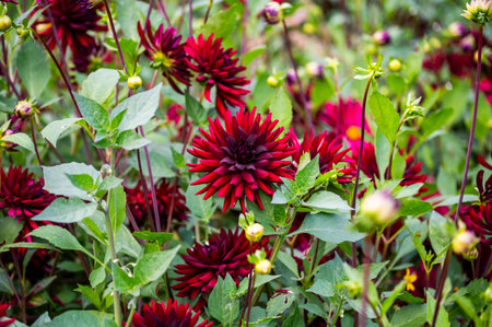 Red pigmy dahlia blooming in the garden, selective focus.の写真素材