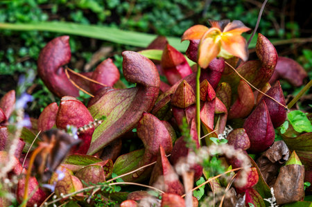 Carnivorous flower growing in the garden in summer, selective focus.