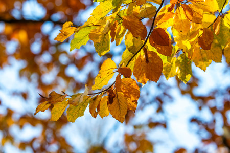Beautiful autumn landscape. Colorful leaves on the trees in autumn.
