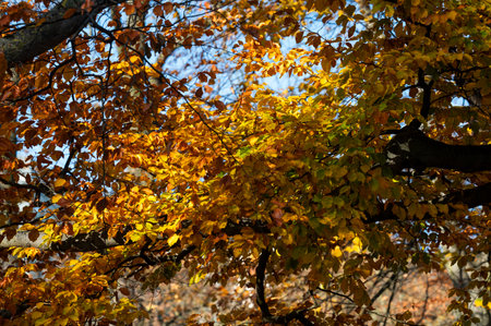 Beautiful autumn landscape. Colorful leaves on the trees in autumn.