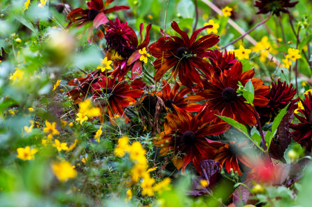 Red rudbeckia blooming in the garden in summer.の写真素材