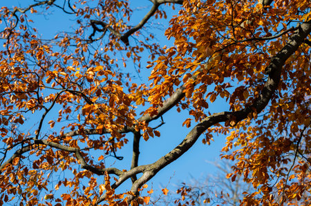 Beautiful autumn landscape. Colorful leaves on the trees in autumn.