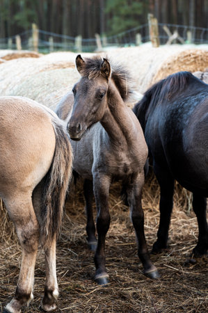 A horse grazing in a forest in a herd. Selective focus.の写真素材