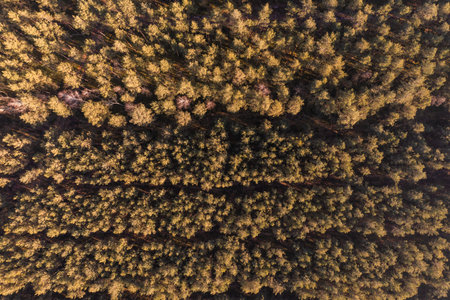 Coniferous forests in Poland, view from a drone.の写真素材