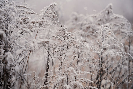 Frozen plants during frost in the field. Beautiful winter natural landscape.