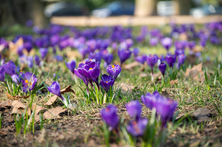 Beautiful purple crocuses blooming in spring in a park in Szczecin, Poland.