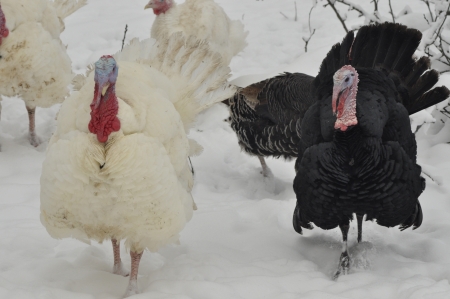 Turkey on the snow, villageの写真素材