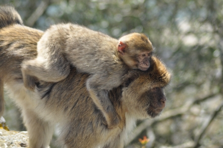 Macaques in Gibraltar  Monkeys family 