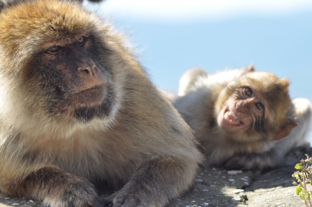 Macaques in Gibraltar  Monkeys family の写真素材