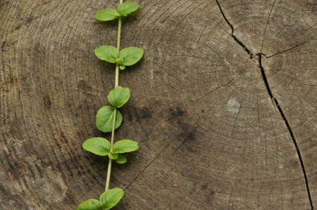 Knocked down the trunk. Jars of tree and plant leaves climbing frail against the trunk.の写真素材