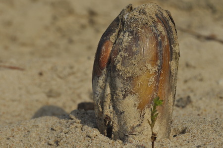 Shell the mussels at the beach. Sandy bank of the Vistula. Environment unregulated river.