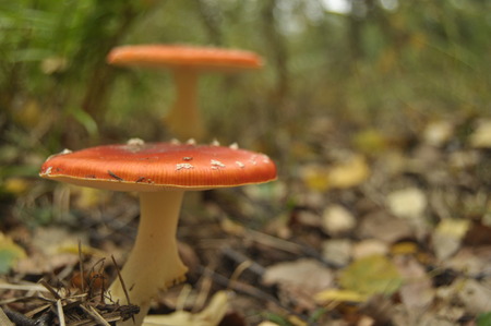 red toadstool mushroom in the forest while, inedible, poisonousの写真素材
