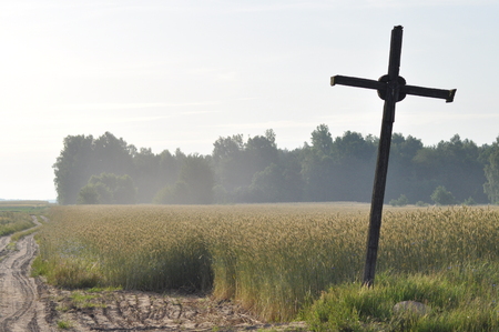 Grain in the fields. Ripening ears. Harvest and grain into flour. Farms and agriculture.の写真素材