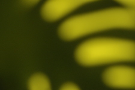 Leaves of tropical plants. Shadow Monsters reflecting on the green wall.の写真素材